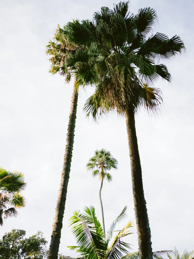 Under the Palms - Travel Photography pellicola backlit da Raisa Zwart Photography