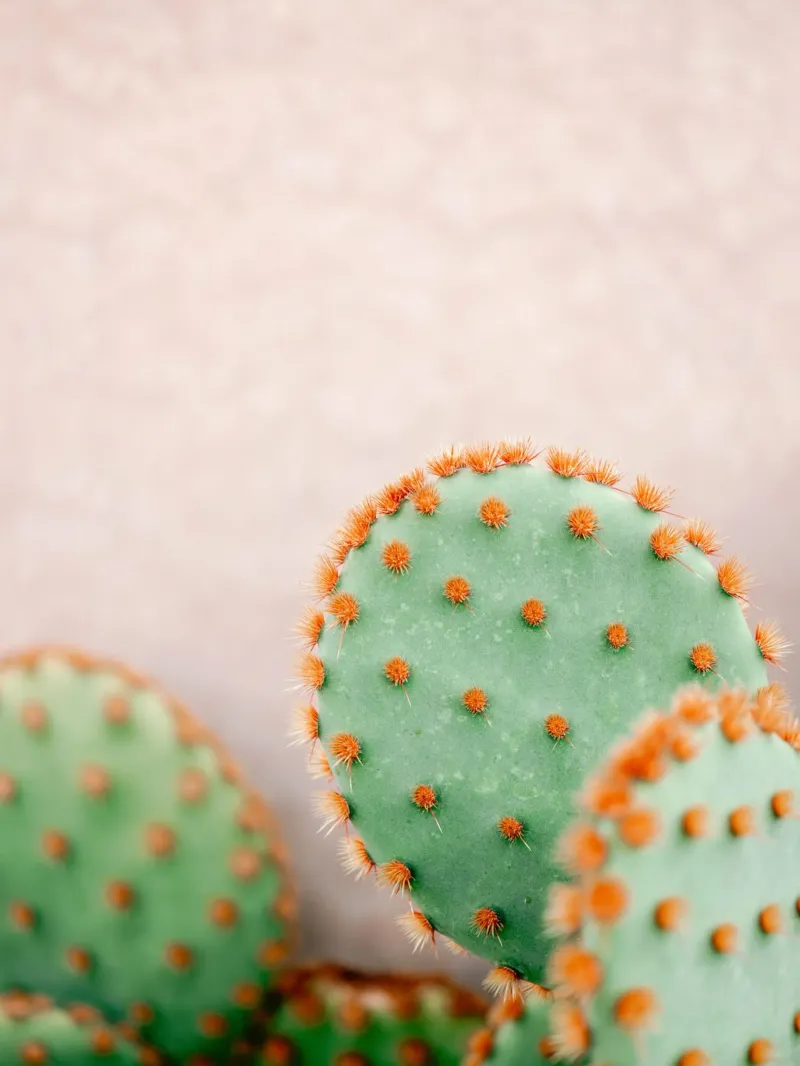 Pastel Cactus Aesthetics - Travel Photography alu-dibond by Raisa Zwart Photography