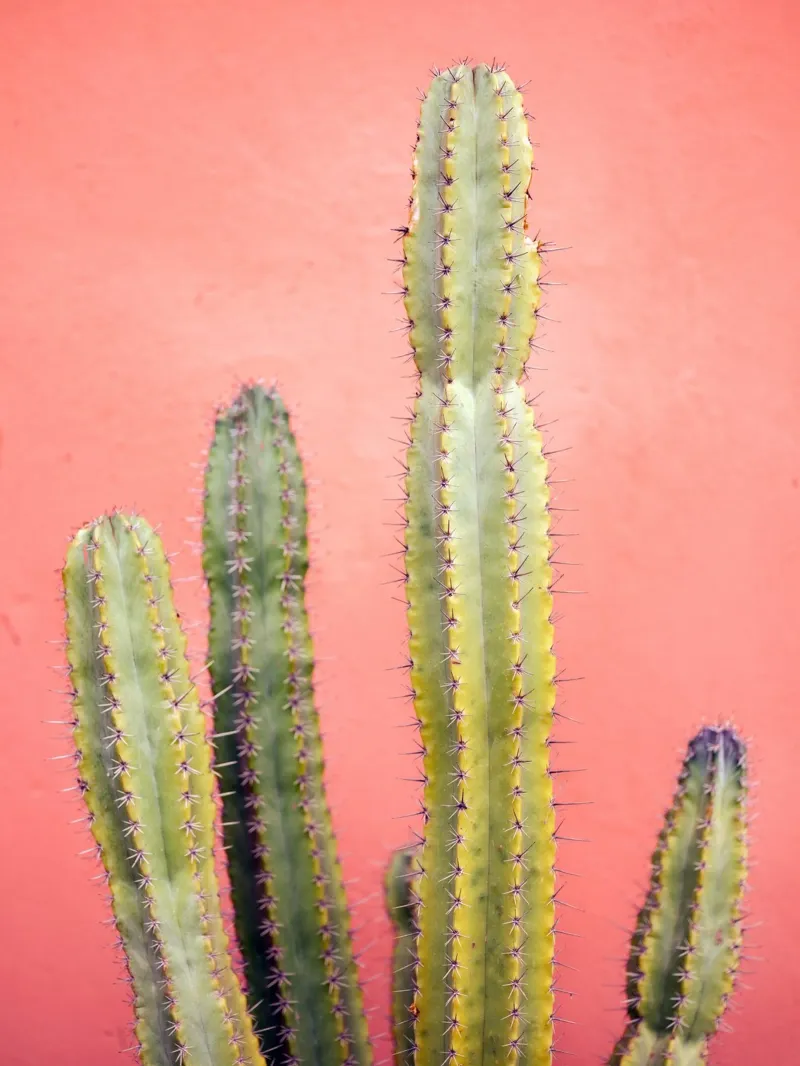 Marrakech Pastel Cacti - Travel Photography alluminio dibond da Raisa Zwart Photography