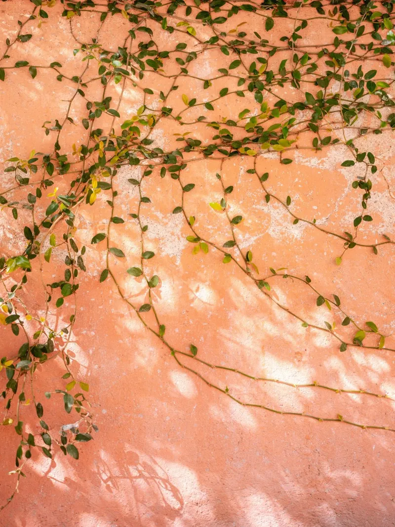 Ivy Shadows - San Miguel de Allende Travel Photography poster con telaio in plastica da Raisa Zwart Photography