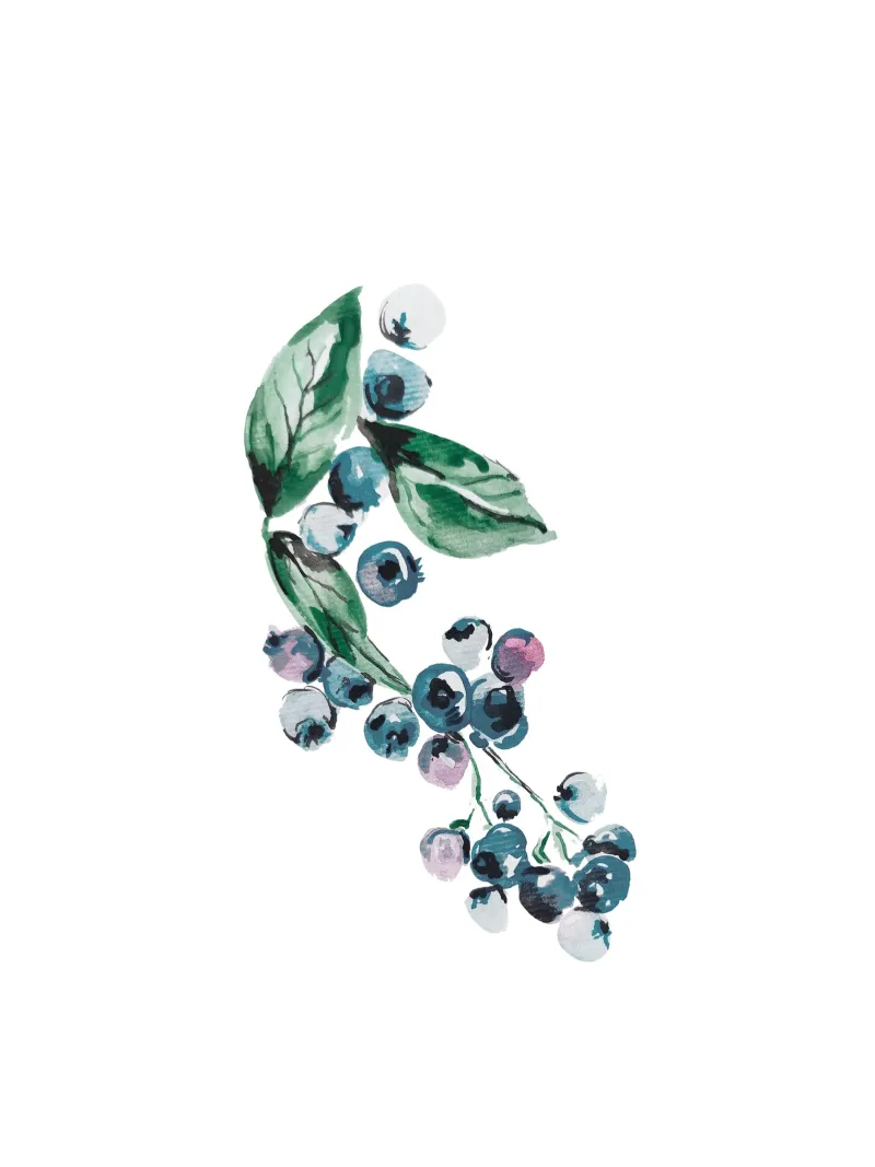 Watercolor Blueberries poster con telaio in plastica da anisillustration