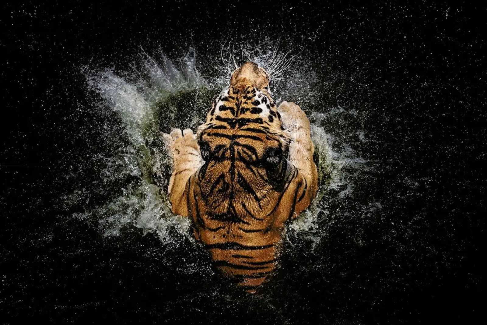 Tiger Splash - Win Leslee carta hahnemühle da Pictufy