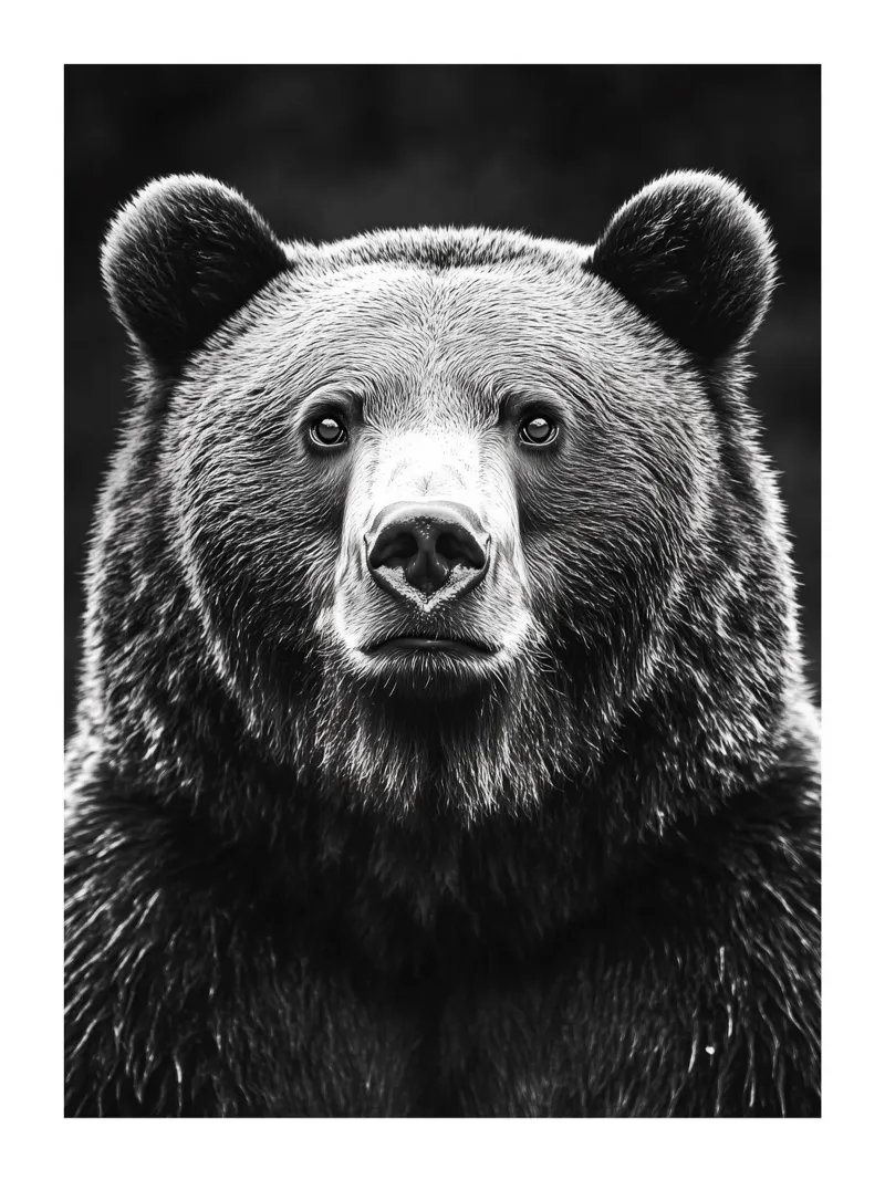 Maestoso ritratto di un orso carta hahnemühle da Monochrome