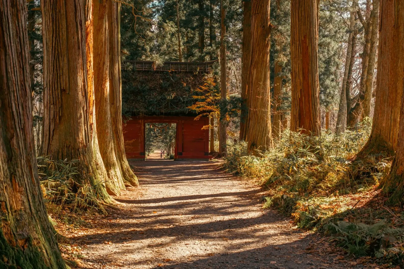 Santuario di Togakushi a Nagano, Giappone poster con telaio in alluminio da Marcel Bisig