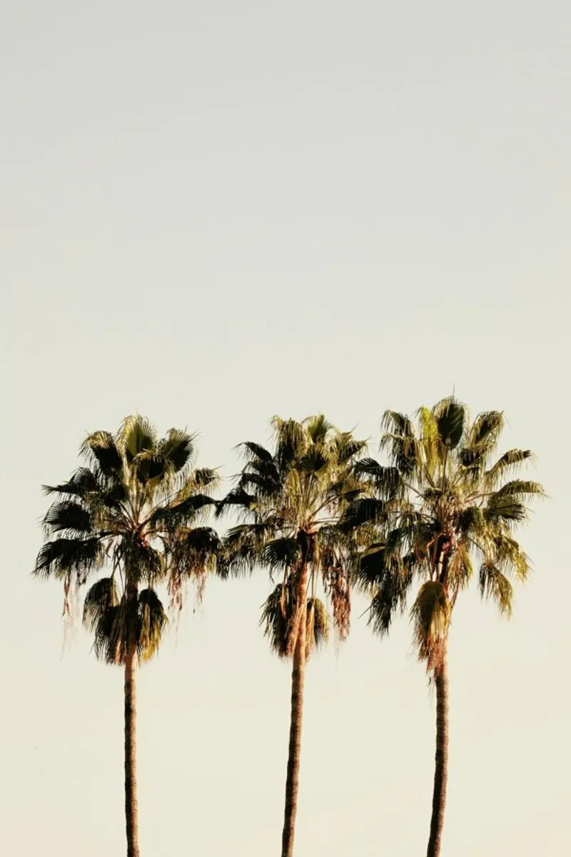 3 Palms pellicola backlit da Catherine McDonald