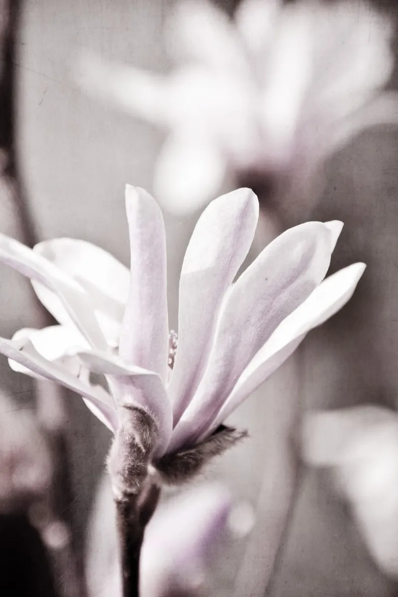 Sternmagnolien tela con Cornice a cassetta da Visuelle Poesie am Wegesrand