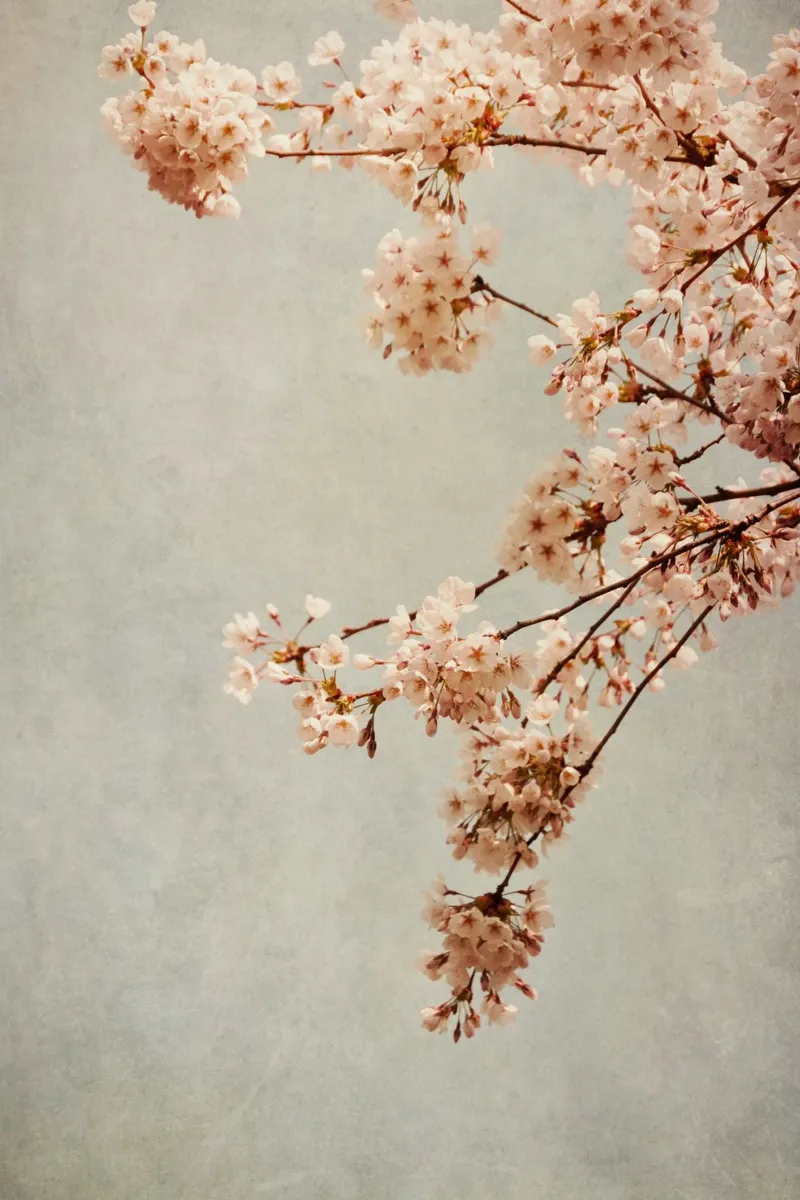 Kirschblüten carta hahnemühle da Visuelle Poesie am Wegesrand