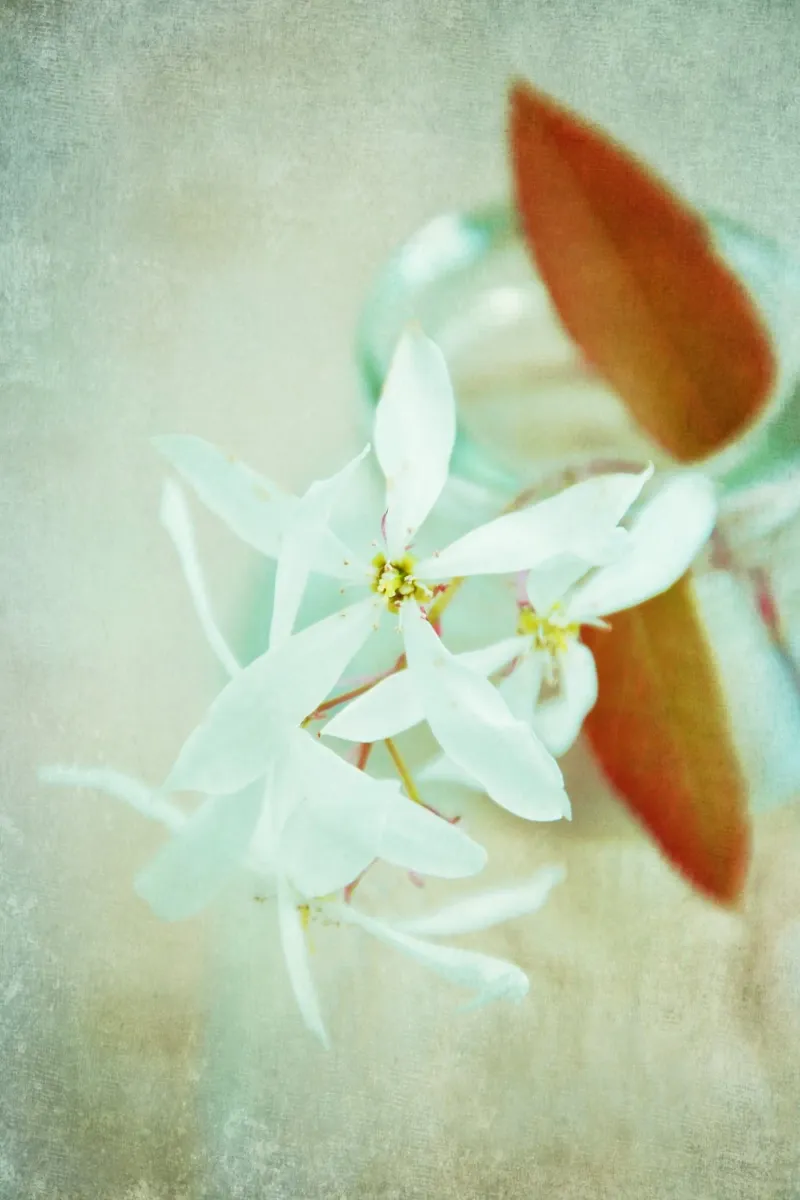 juneberry poster with wooden frame by Visuelle Poesie am Wegesrand