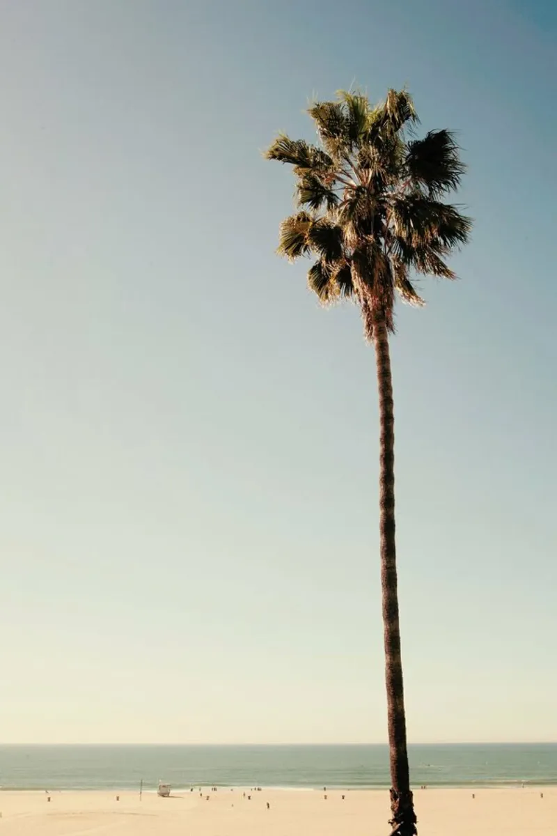 California Dreaming hahnemühle de Catherine McDonald