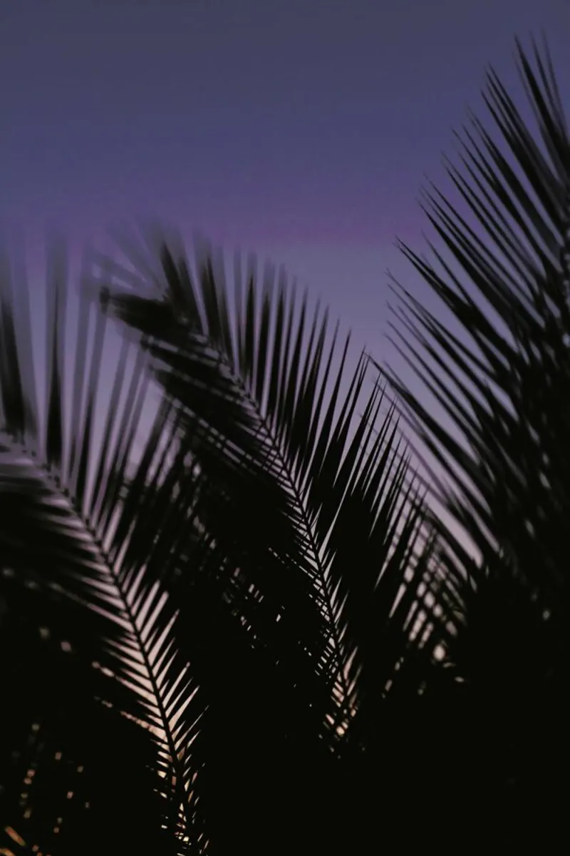 Palms 2 pellicola backlit da Catherine McDonald