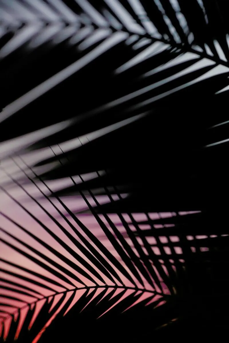 Palms 3 pellicola backlit da Catherine McDonald