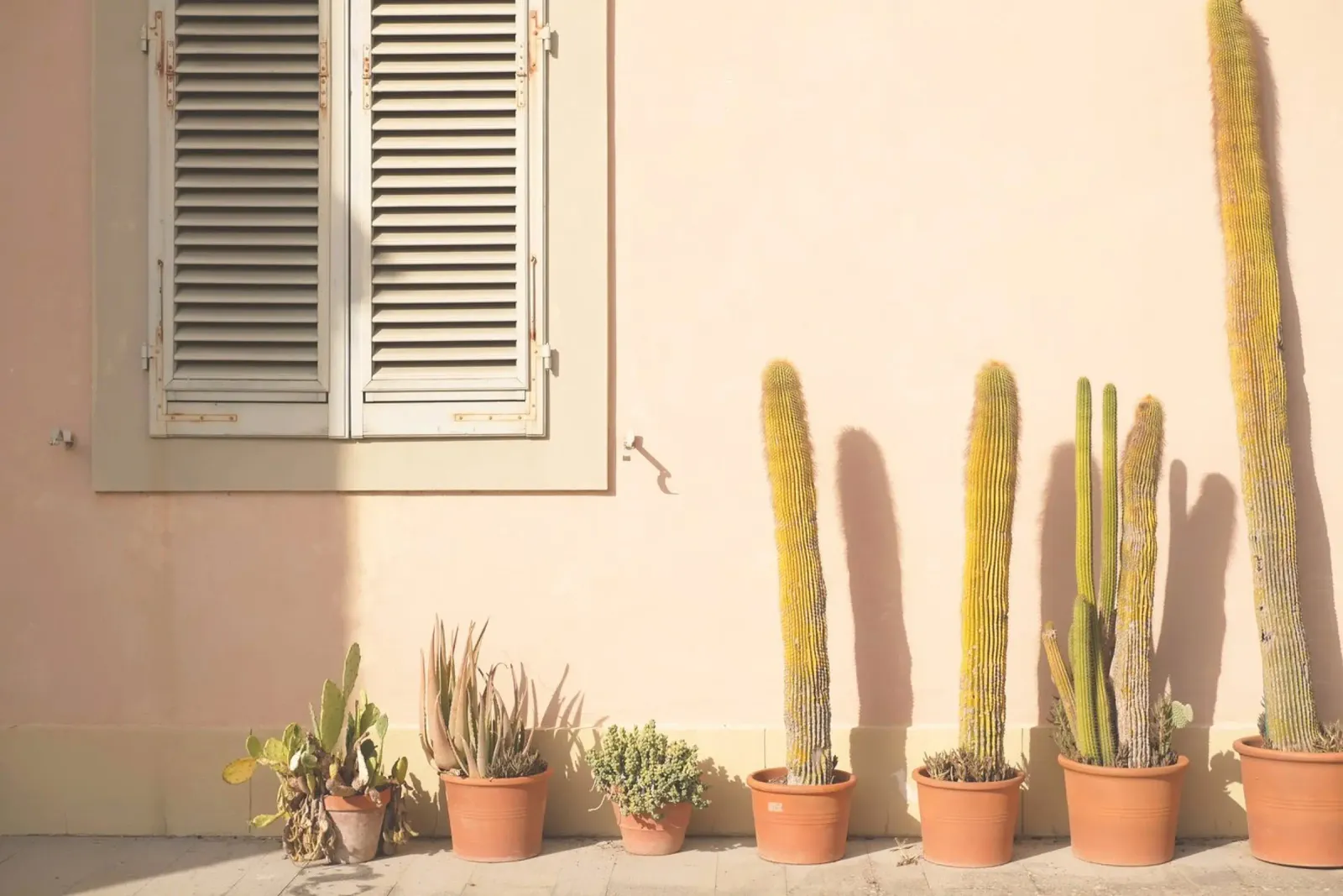 Firenze, Italia I Cactus al tramonto in Toscana pellicola backlit da Julie Travel Photography