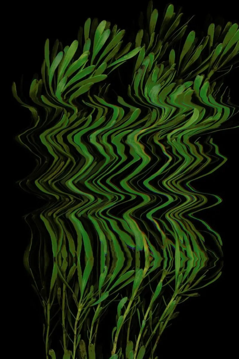 Flora III canvas by Jana Otto