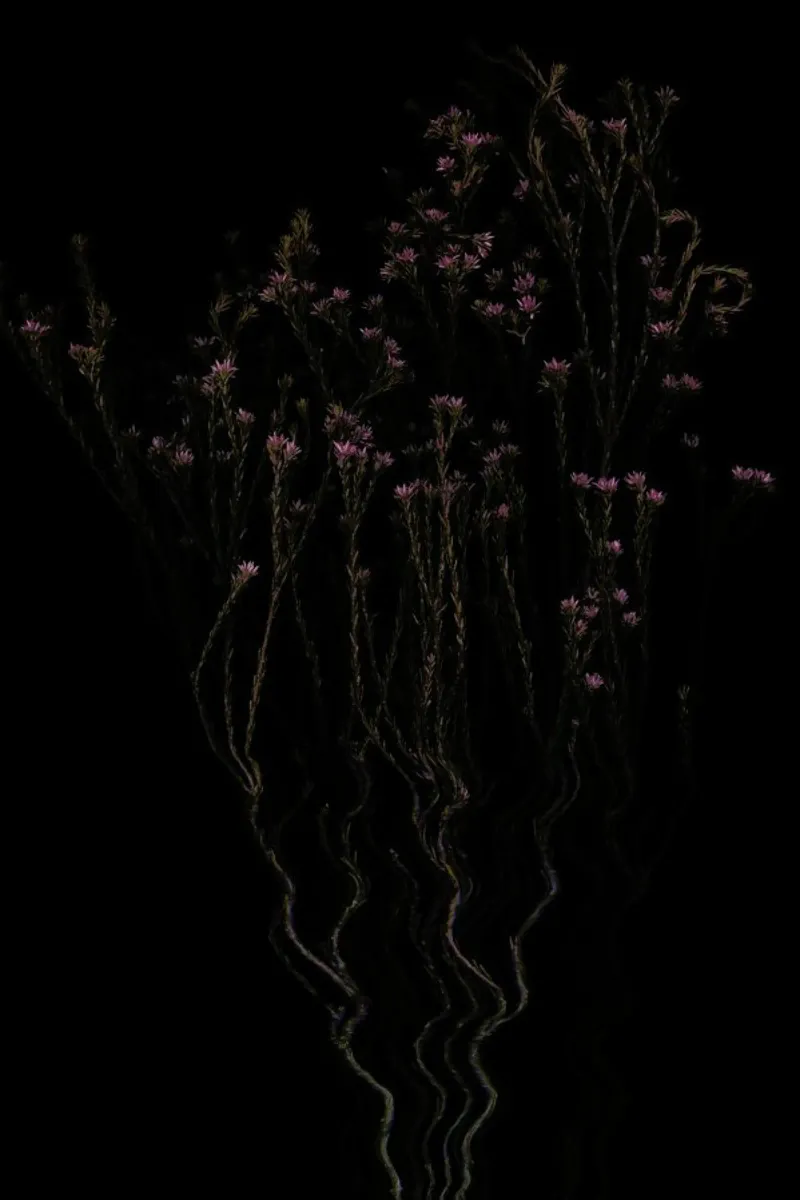 Flora IV pellicola backlit da Jana Otto