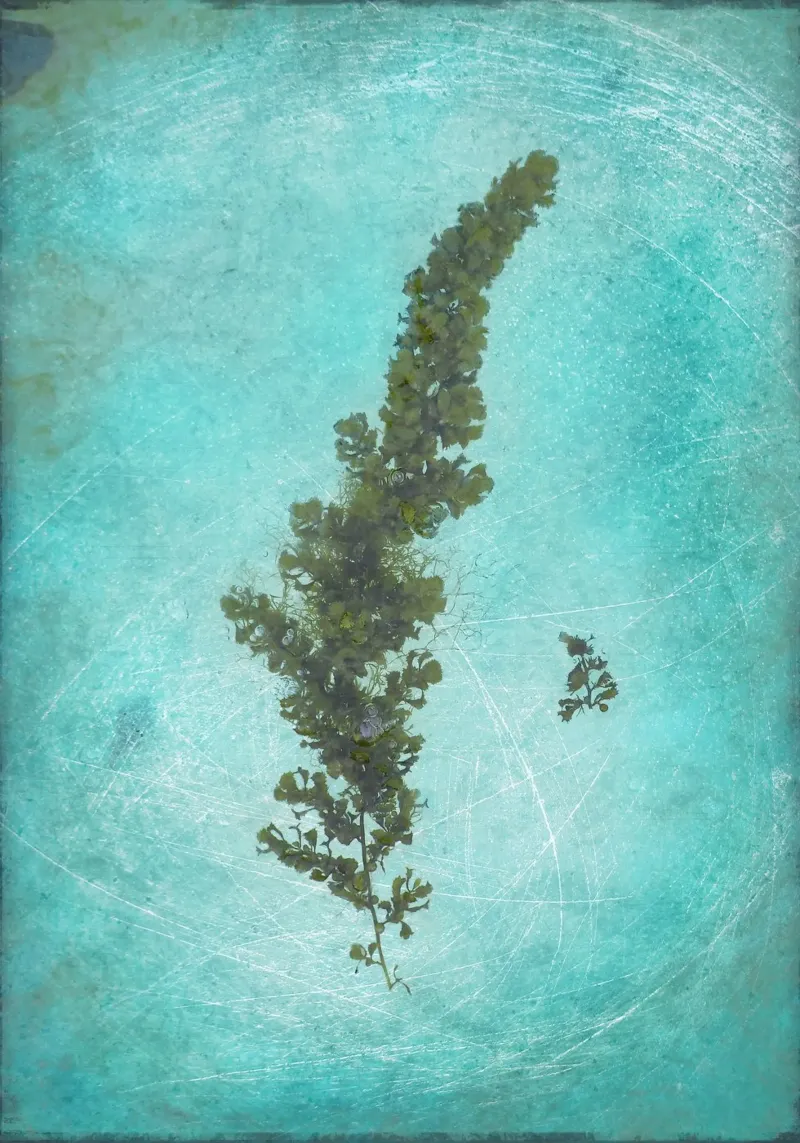 Seaweed acrylic glass by Eva Nev Photography