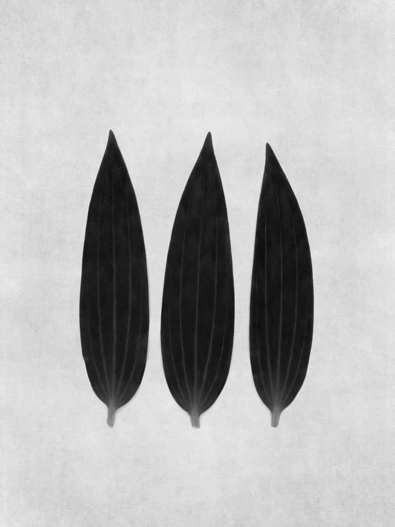 three of a kind alu-dibond by Visuelle Poesie am Wegesrand