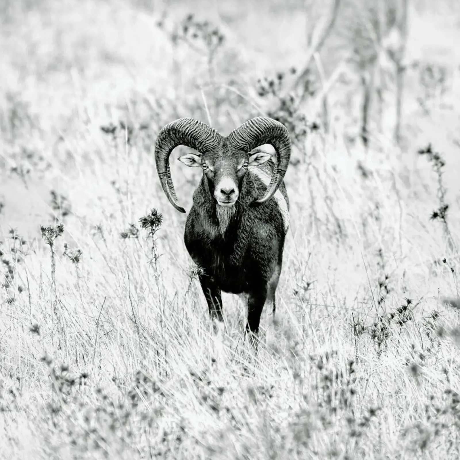 Horns - Nicolàs Merino poster con telaio in plastica da Pictufy