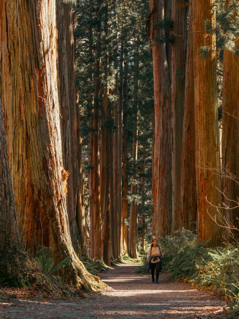 Togakushi Shrine Cedar Tree Tunnel - Nagano, Japan canvas with Floater frame by Marcel Bisig