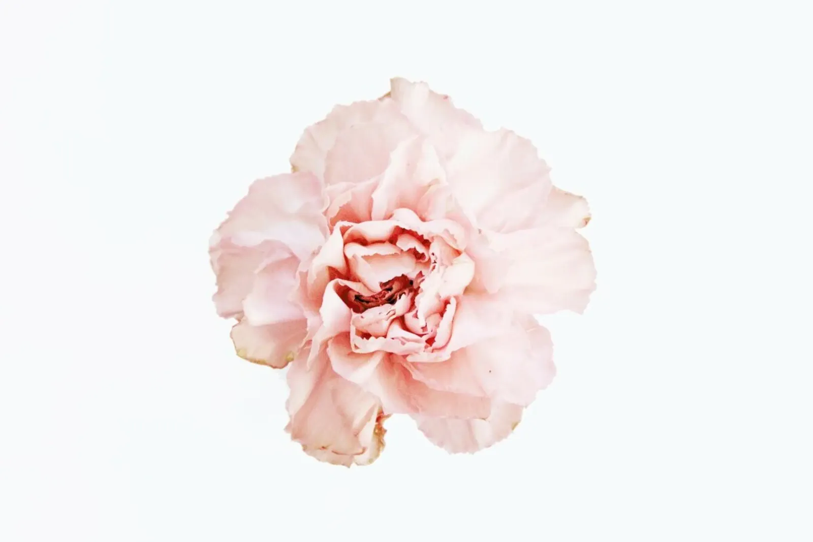 Carnation pellicola backlit da Miles of Light