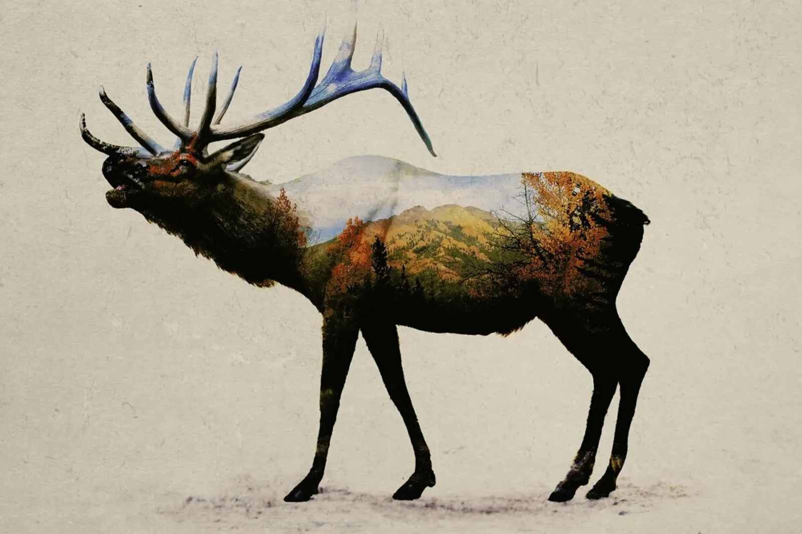 The Rocky Mountain Elk pannello forex da Davies Babies
