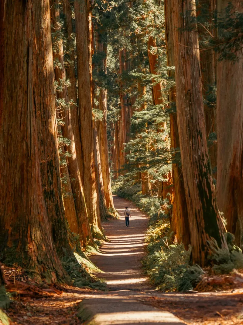 Tunnel di alberi di cedro del Santuario di Togakushi - Nagano, Giappone pellicola backlit da Marcel Bisig