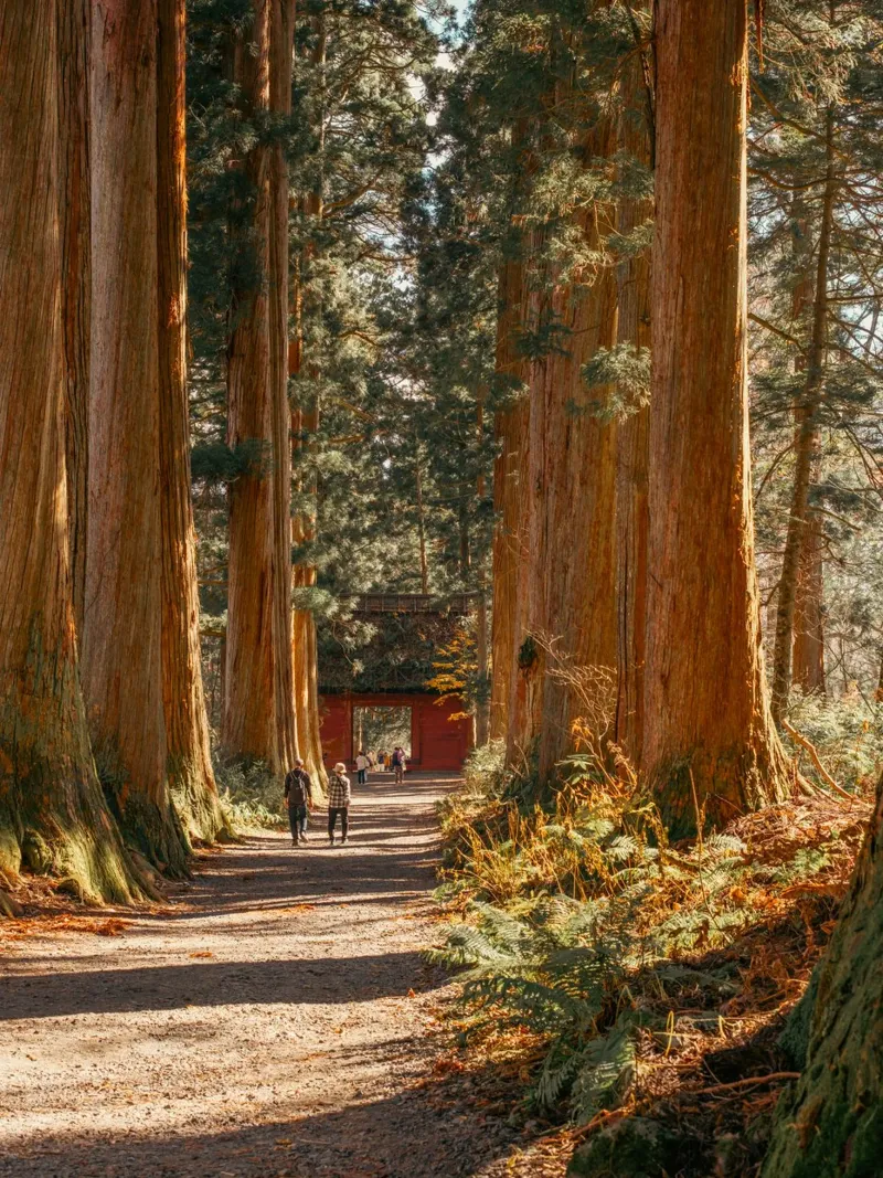 Togakushi Shrine Cedar Tree Tunnel - Nagano, Japan canvas with Floater frame by Marcel Bisig
