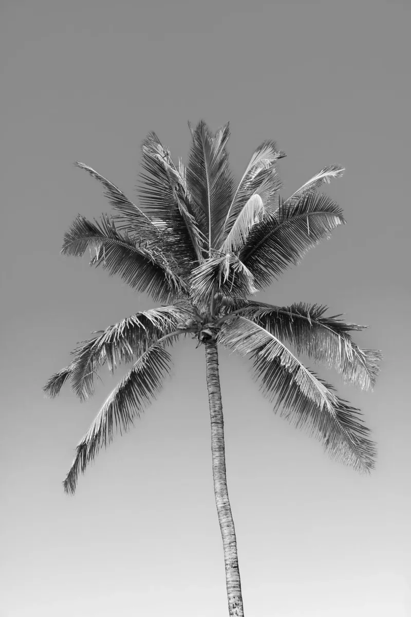 Palma in bianco e nero carta hahnemühle da Léa Lefebvre Photography