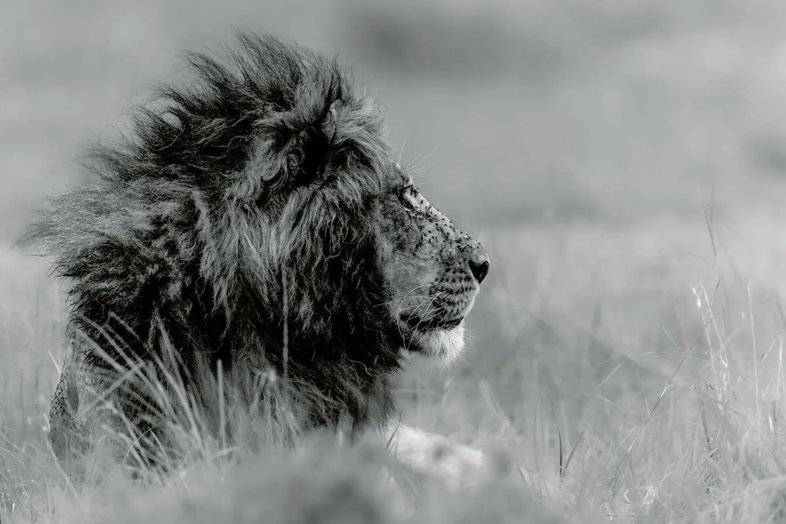 The King Is Alone - Massimo Mei alluminio dibond da Pictufy
