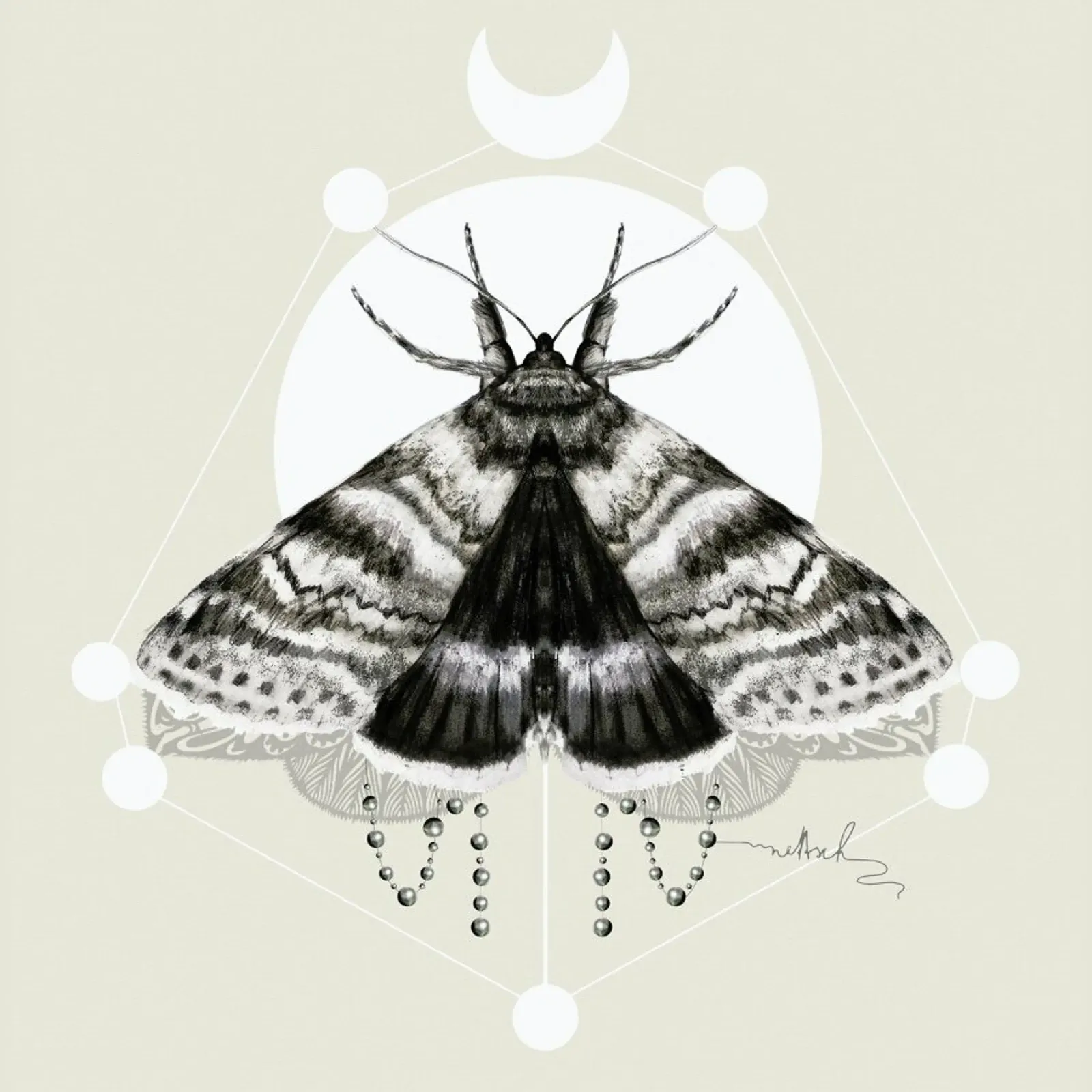 Moth alluminio dibond da Nettsch