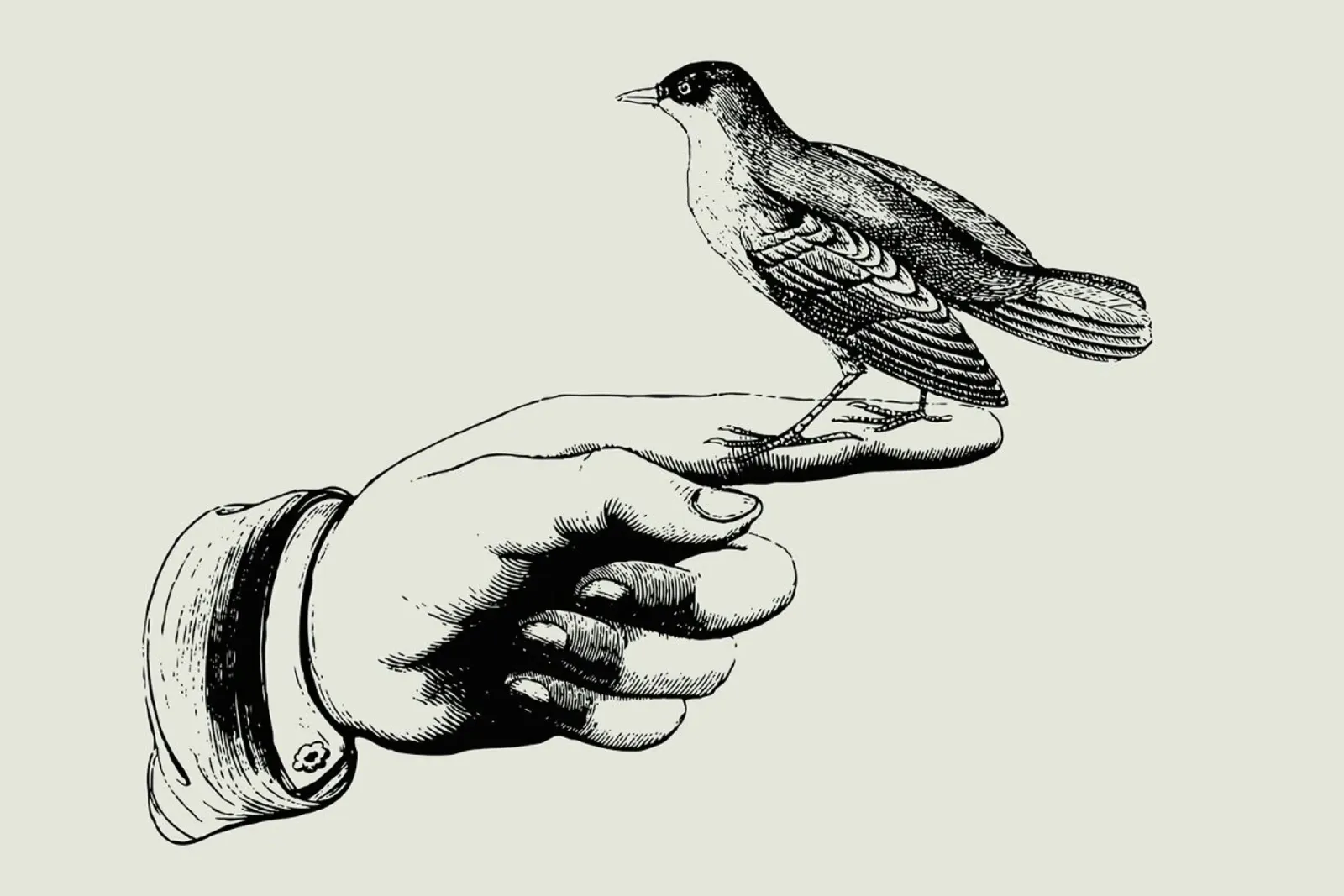 Bird in the hand pellicola backlit da Jacqueline Maldonado