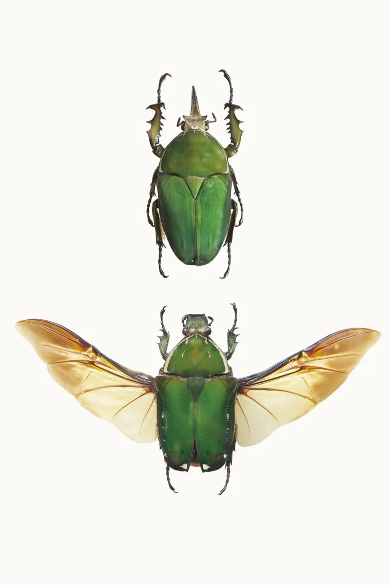 Nature’s Jewels: Green Beetles forex plate by Curious Collections by Marielle Leenders