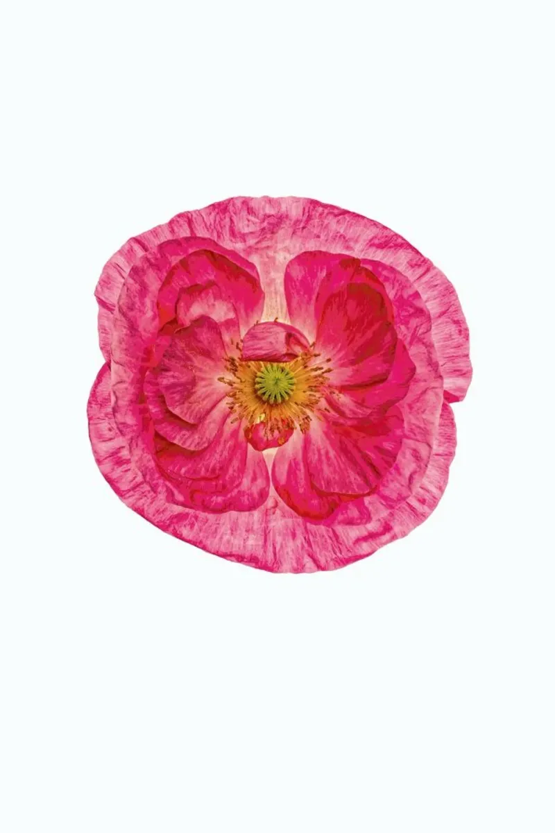 Poppy 4 pellicola backlit da Curious Collections by Marielle Leenders