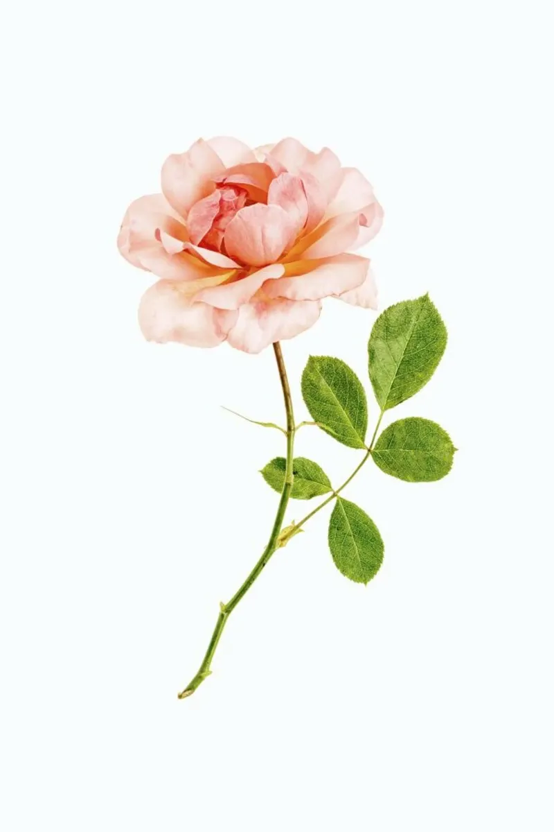 Timeless Elegance: Single Apricot Rose Poster poster with plastic frame by Curious Collections by Marielle Leenders