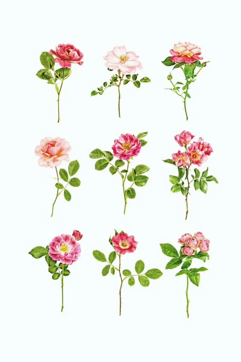 Romantic Blooms: Collage of 9 Beautiful Pink Roses Poster poster with aluminum frame by Curious Collections by Marielle Leenders