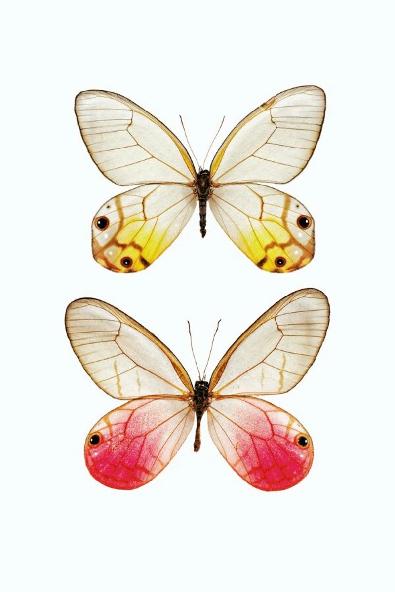 Sanfte Eleganz: Gelber und rosa Schmetterling Poster Poster von Curious Collections by Marielle Leenders