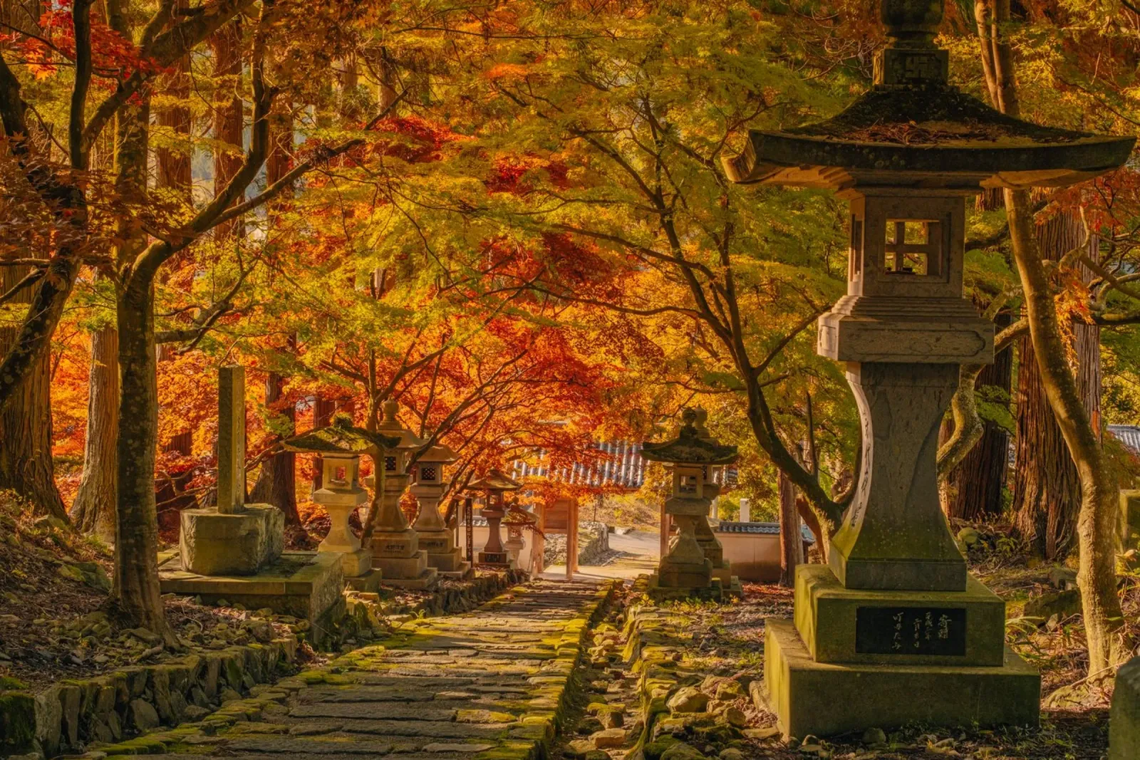 Santuario d'autunno a Nagano, Giappone pellicola backlit da Marcel Bisig