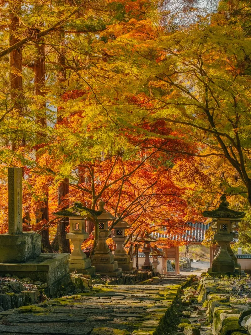 Santuario d'autunno a Nagano, Giappone pellicola backlit da Marcel Bisig