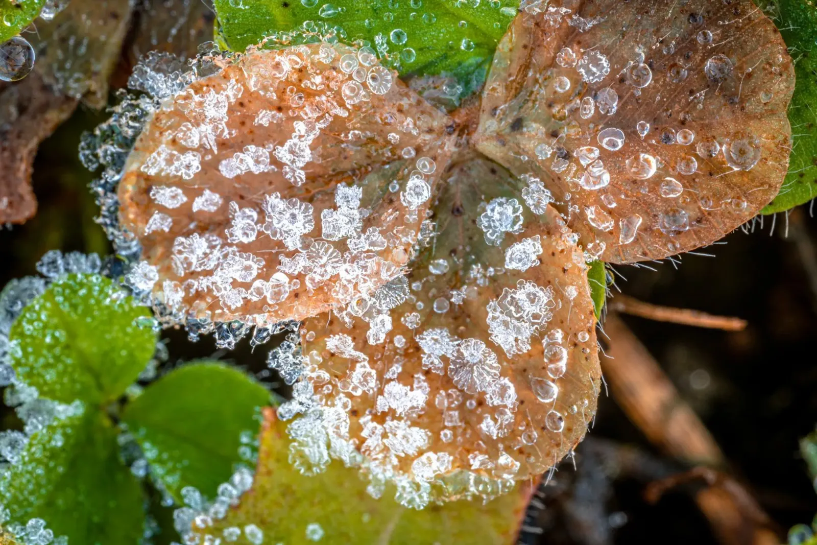 Cristalli di ghiaccio sui trifogli in inverno carta hahnemühle da Marcus Beckert | Fotografie