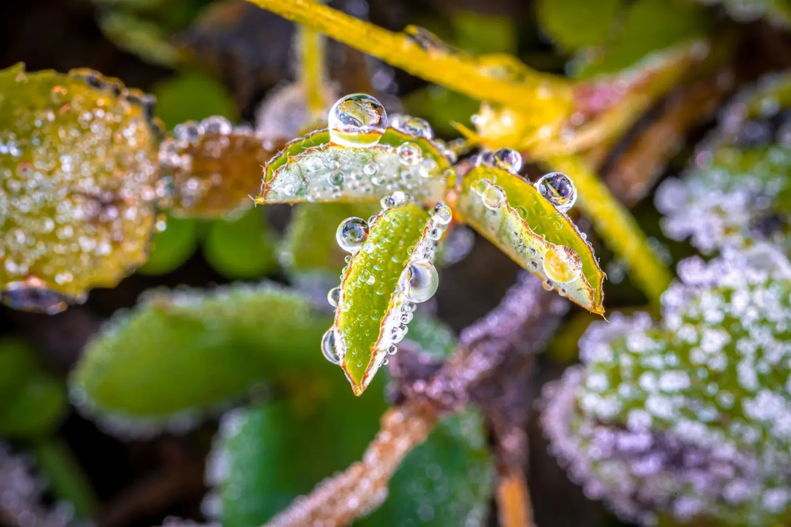 Gocce d'acqua su trifogli pellicola backlit da Marcus Beckert | Fotografie