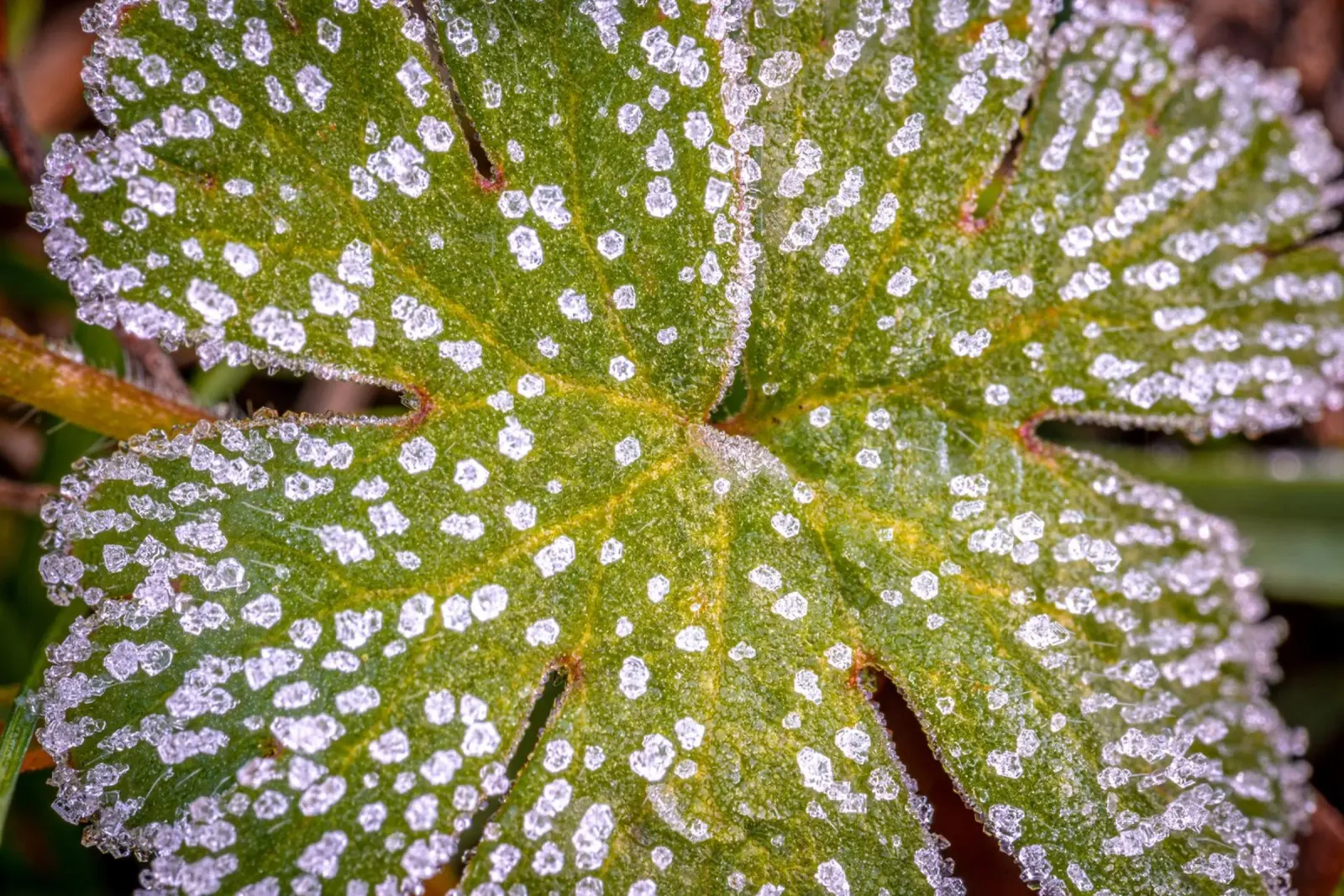 Cristalli di ghiaccio su una foglia verde di manto femminile pellicola backlit da Marcus Beckert | Fotografie