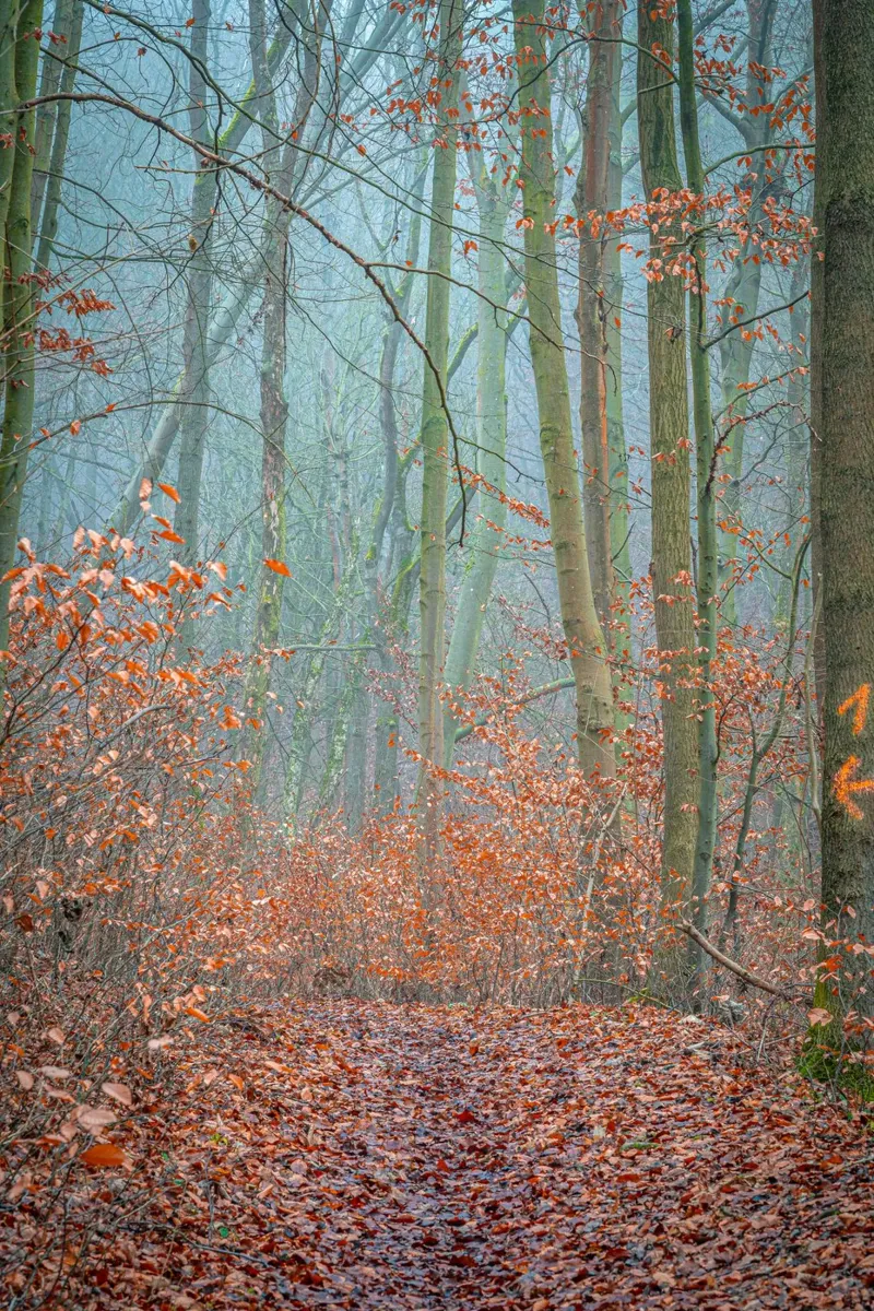 Nebbia nella foresta in autunno pellicola backlit da Marcus Beckert | Fotografie