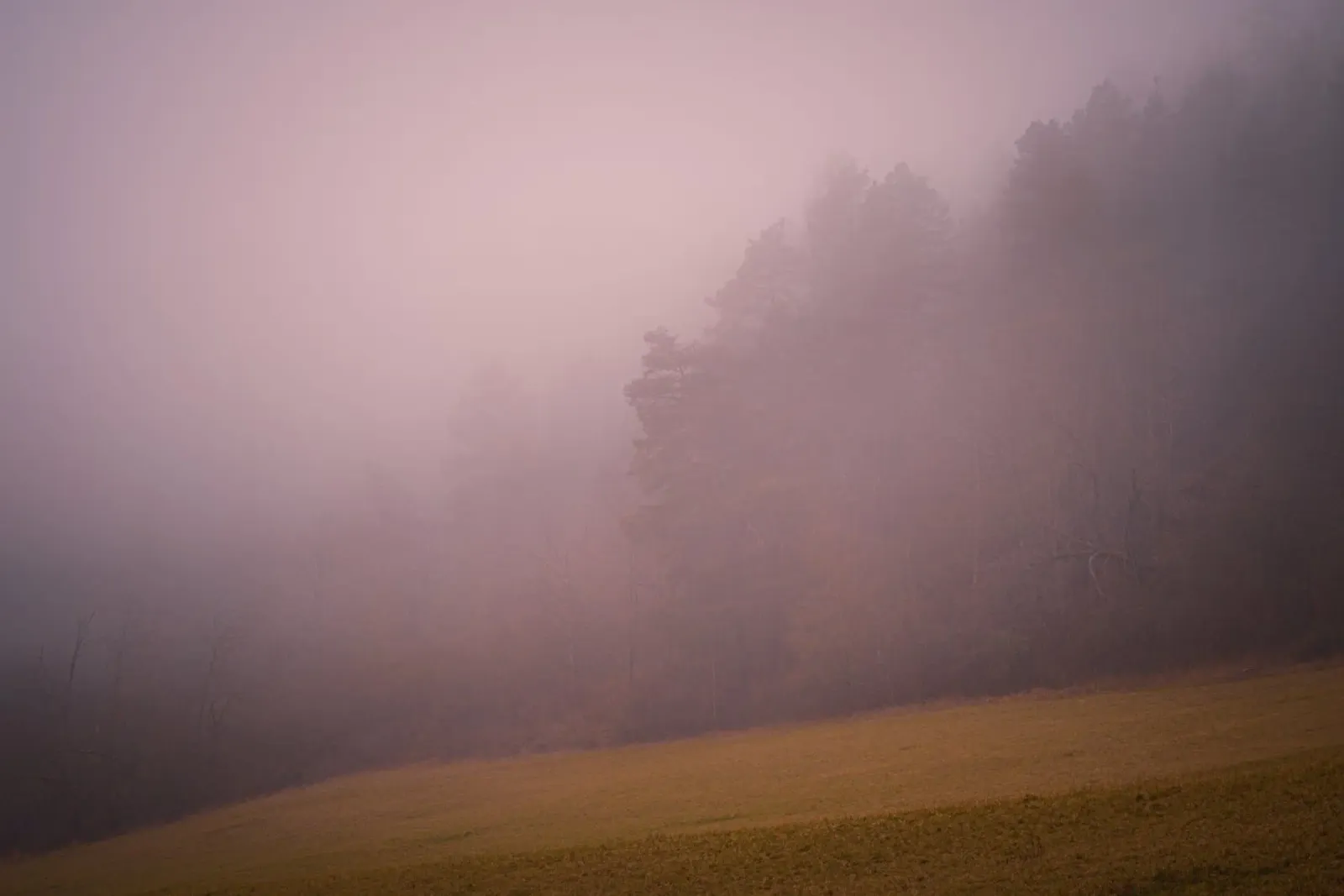 Nebbia nella foresta e nel prato pellicola backlit da Marcus Beckert | Fotografie