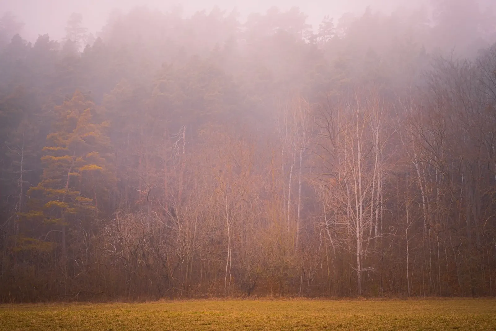 Nebbia in una foresta in autunno plexiglass da Marcus Beckert | Fotografie