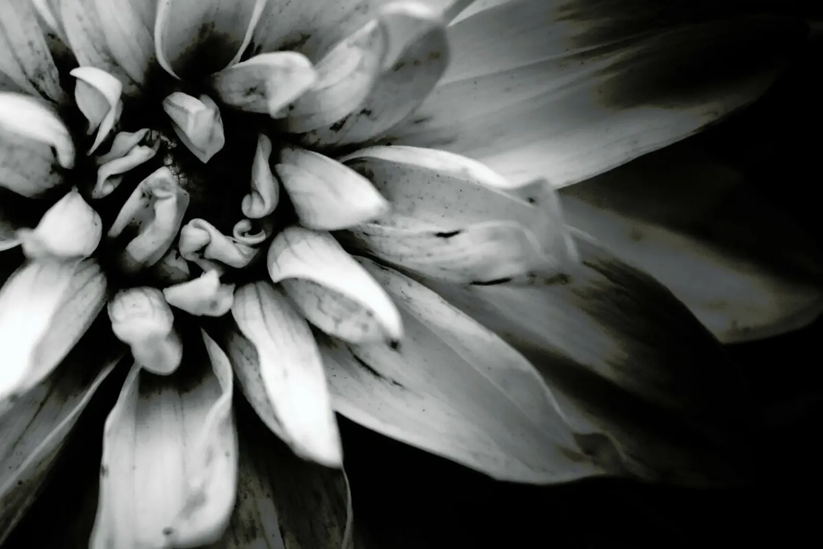 Flower I pellicola backlit da Victoria Frost