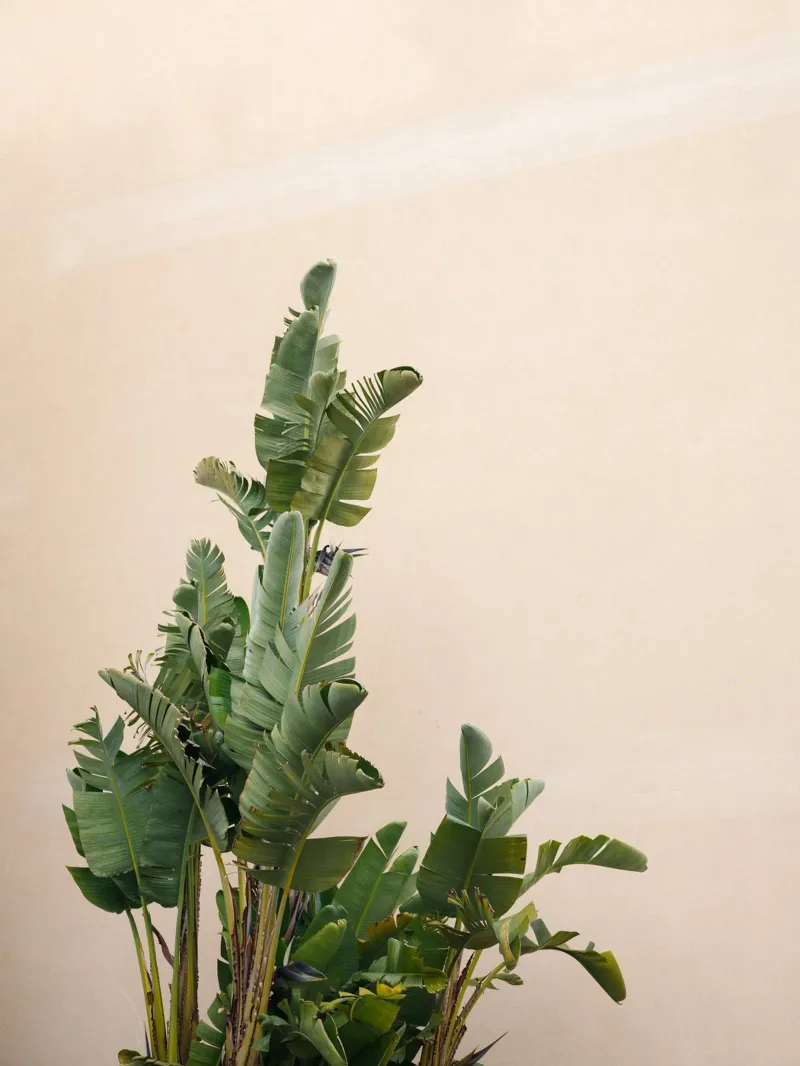 Botanical Simplicity - Cannes France Travel Photography pellicola backlit da Raisa Zwart Photography