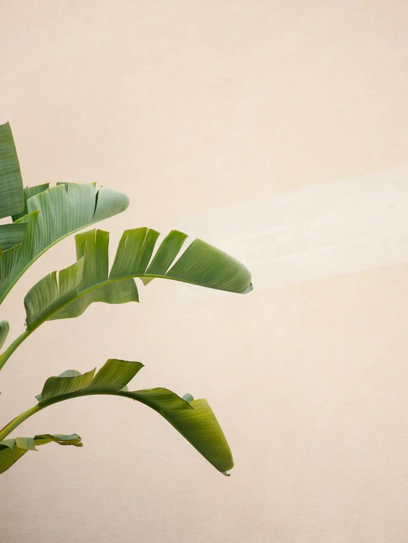 Botanical Elegance - Cannes France Travel Photography poster con telaio in plastica da Raisa Zwart Photography