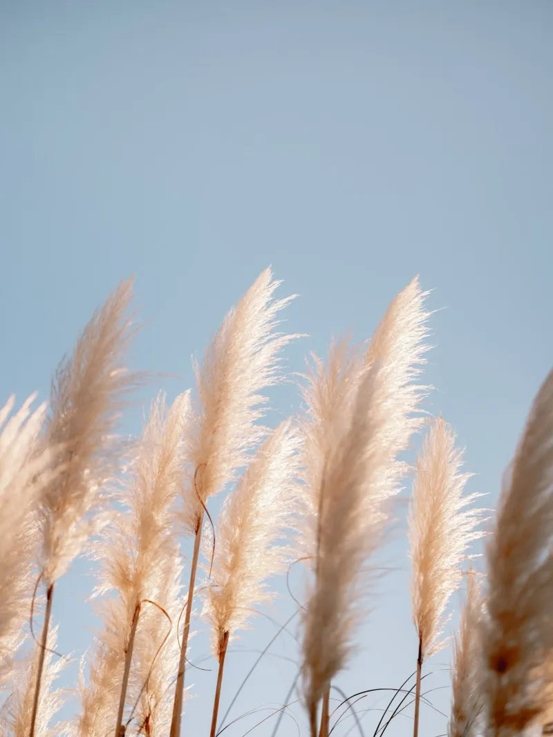 Pampas Glow - Ericeira Portugal Travel Photography pellicola backlit da Raisa Zwart Photography