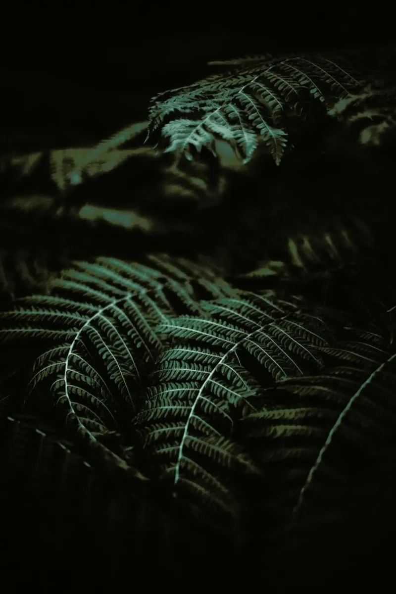Fern pellicola backlit da Chris Abatzis