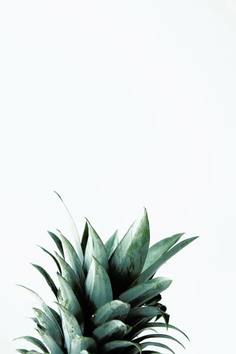 Pineapple pellicola backlit da Chris Abatzis
