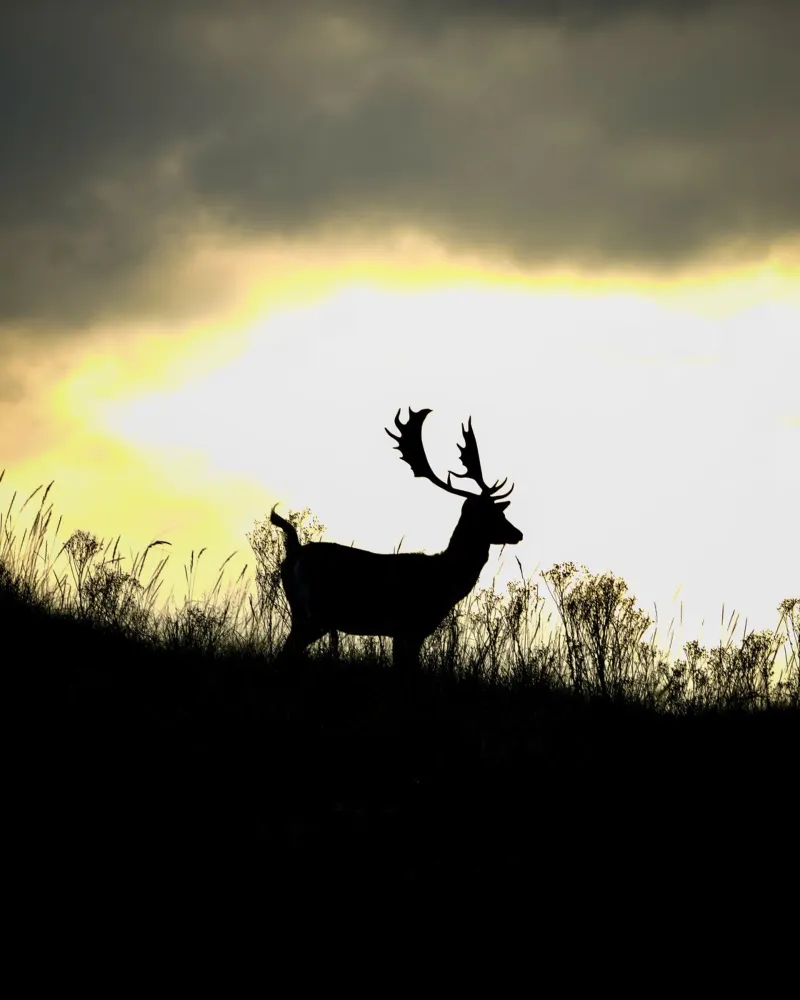 Alba alluminio dibond da Tom's Wildlife